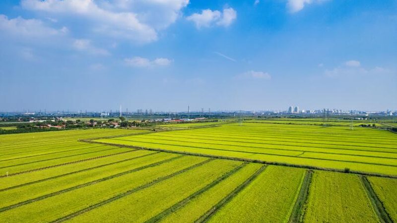阿克苏苹果种植：气候条件解析与种植要点