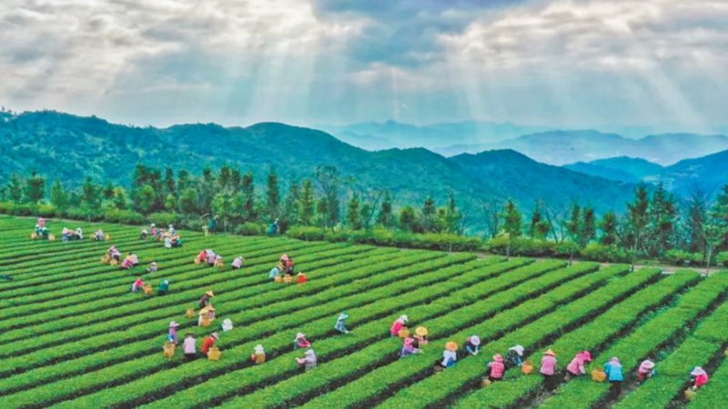 农业用地选址：科学规划，提升产出**