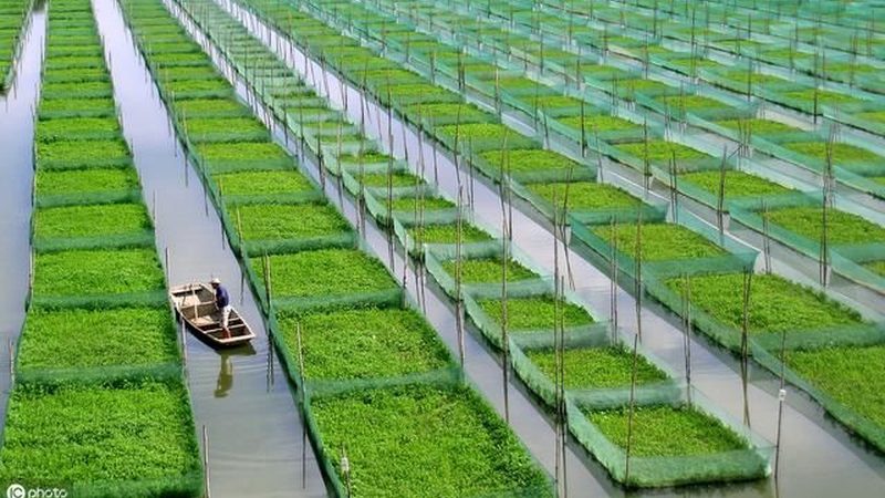 农业种植地块报价影响因素探析**