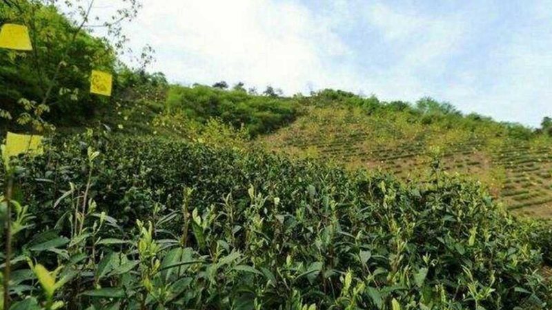 果蔬配送合同有效期：关键因素与合理期限
