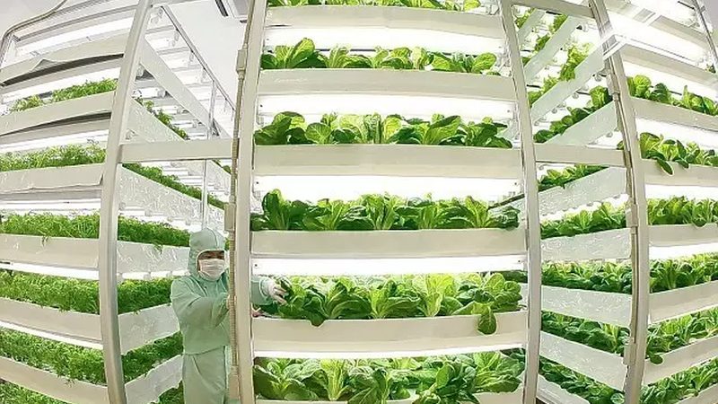 大棚农业种植技术哪家好