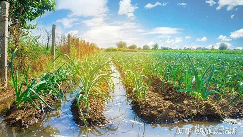 阳台蔬菜种植周期受到多种因素的影响，主要包括以下几方面：