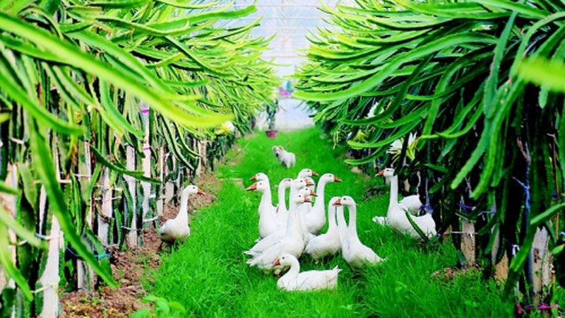生态农业设备：助力绿色种植的未来之星